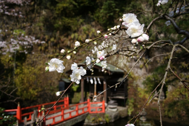 Zeniarai Benzaiten Shrine, Kamakura, Kanagawa, Japan