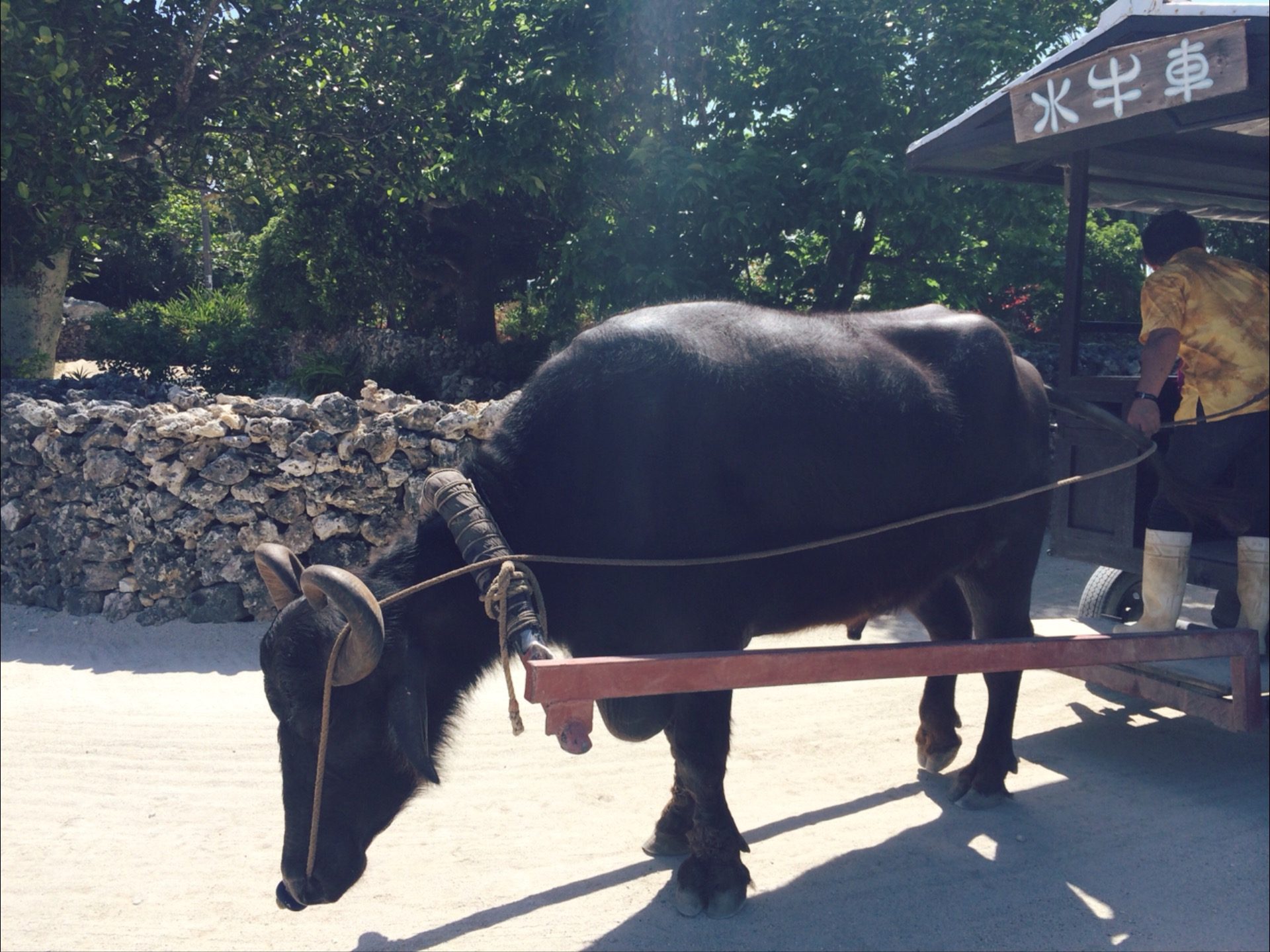 buffalo carriage in taketomi, okinawa, Japan 