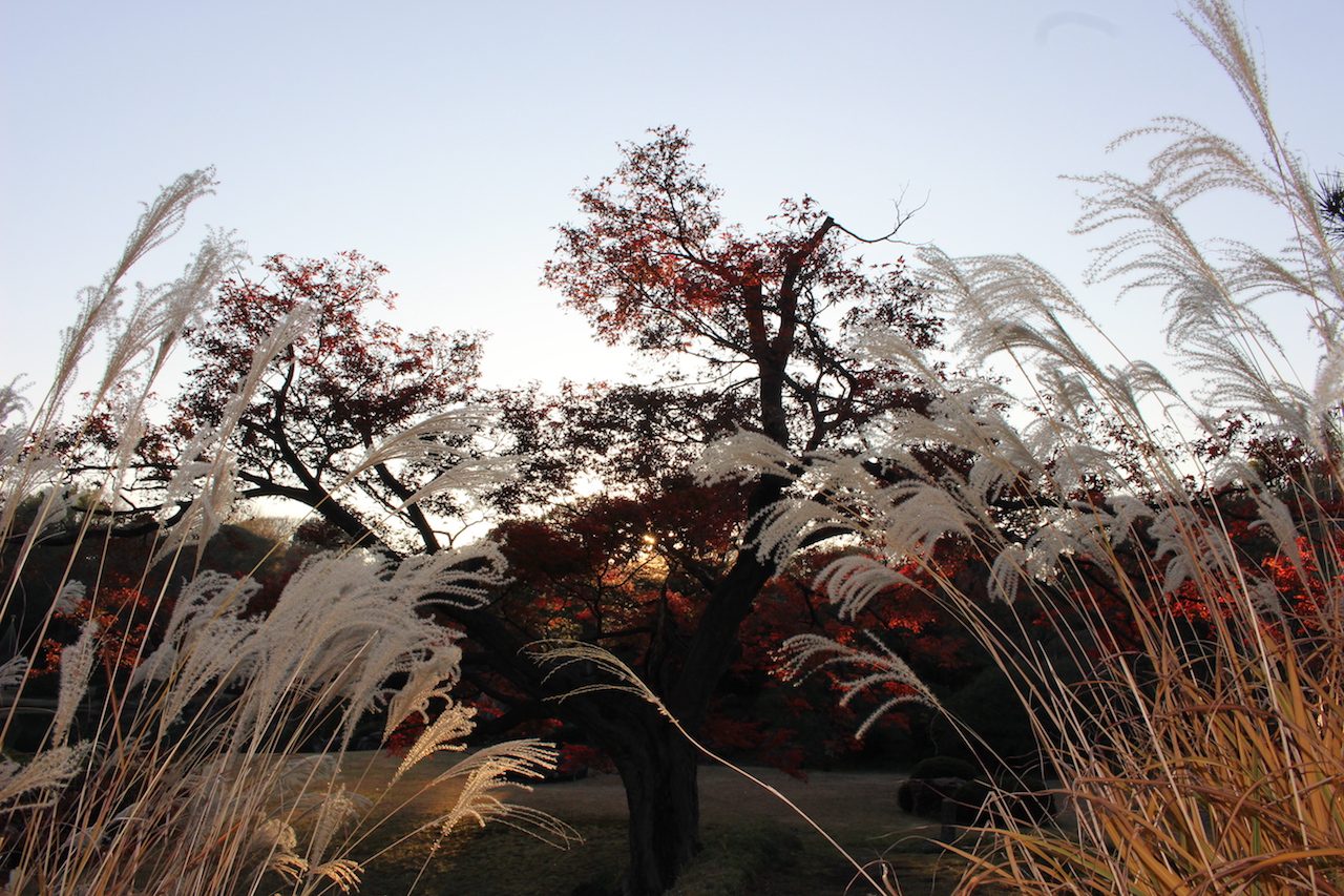 Rikugien Garden, Tokyo