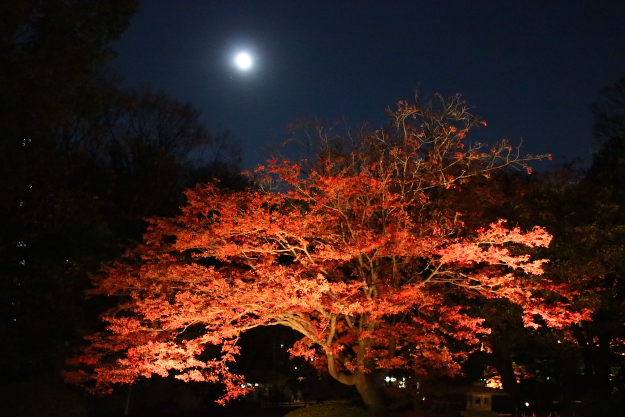 Rikugien Garden, Tokyo