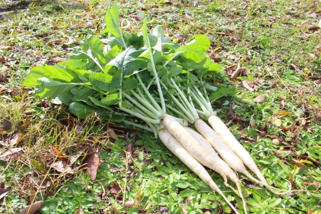 nara-yamato-vegetable