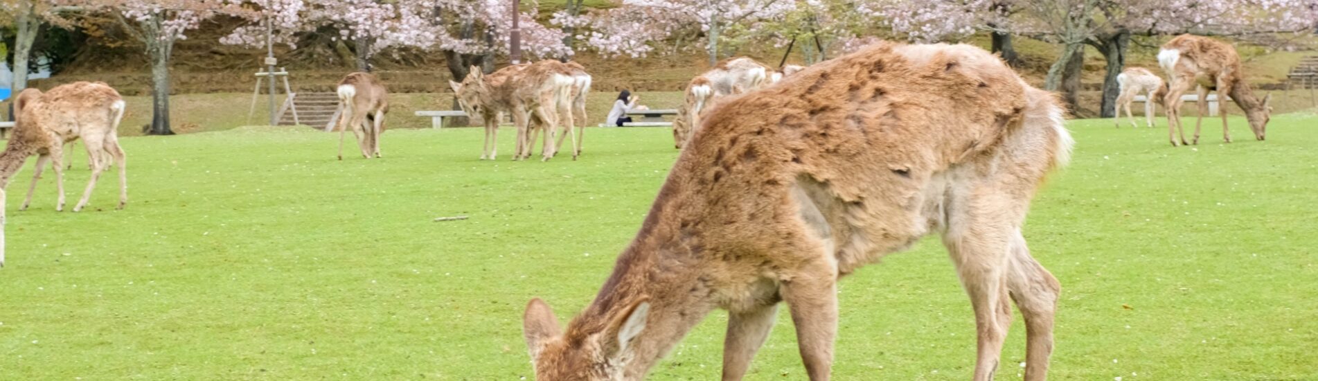 nara-deer-park