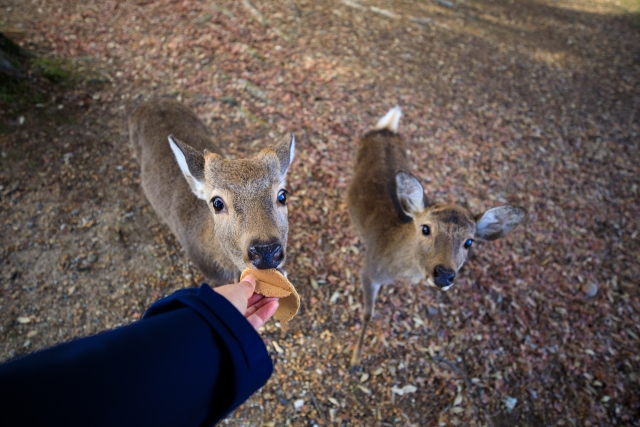 nara_deer-park in Nara, Japan