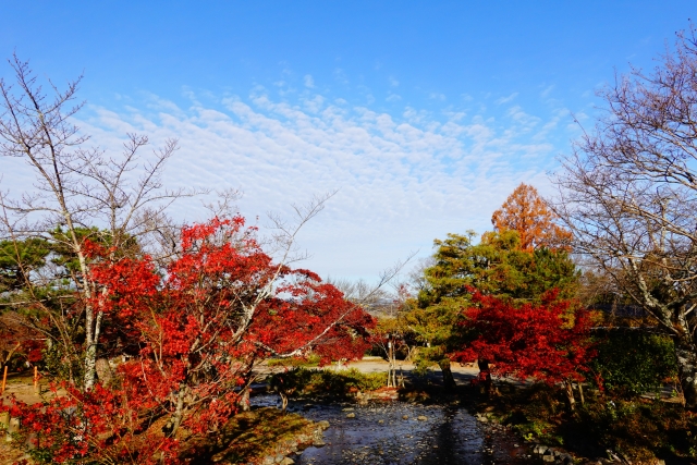 maruyama park, kyoto, Japan