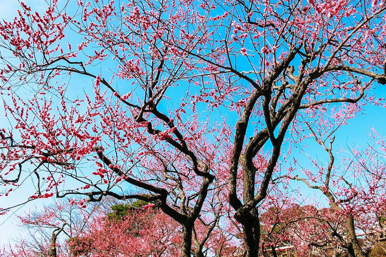 Mito Ume Matsuri Festival at Kairakuen Garden, Ibaraki, Japan