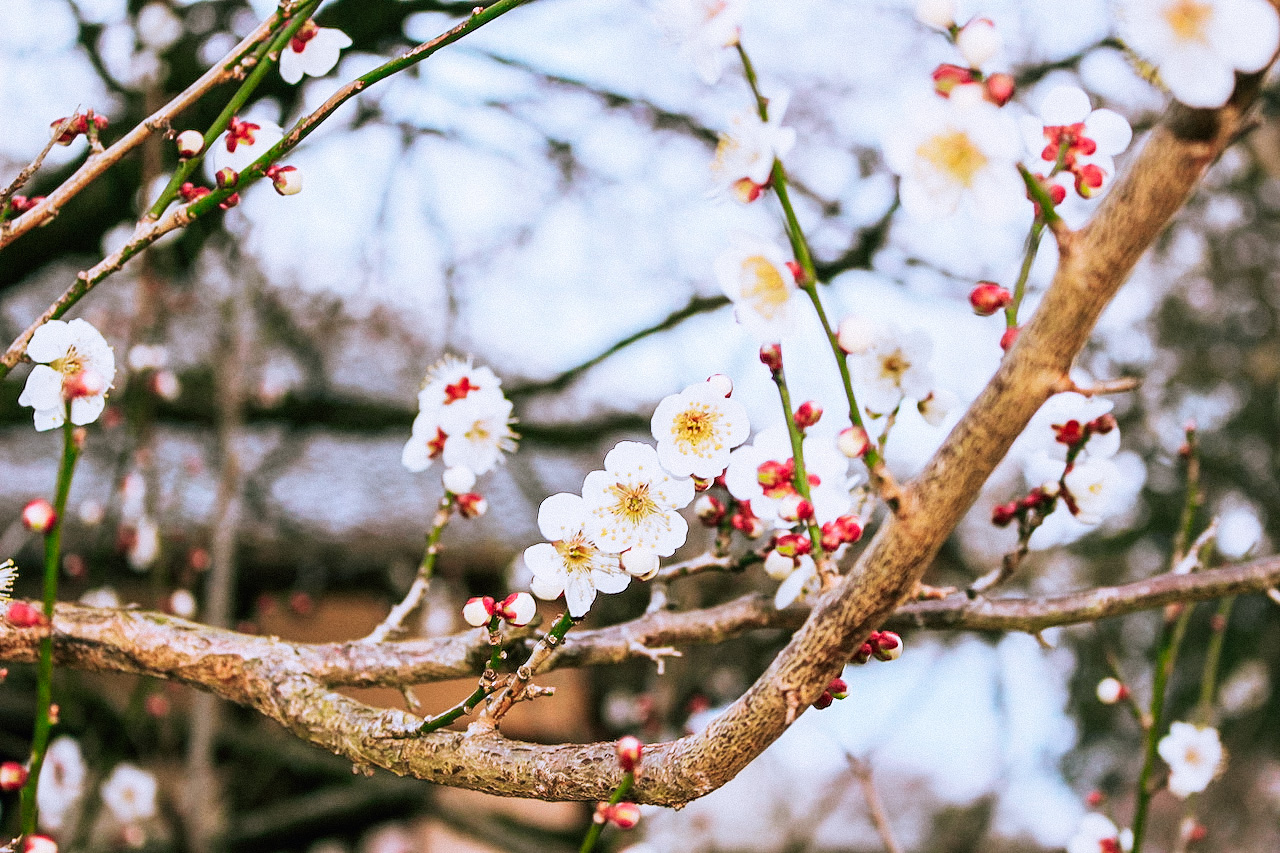 Mito Ume Matsuri Festival at Kodokan, Ibaraki, Japan
