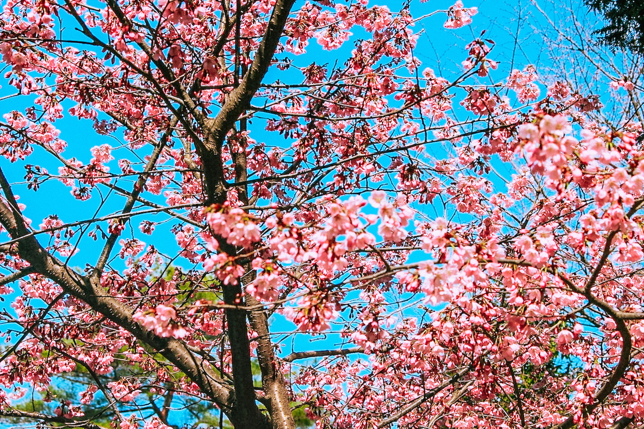 Sakuragi shrine, Chiba