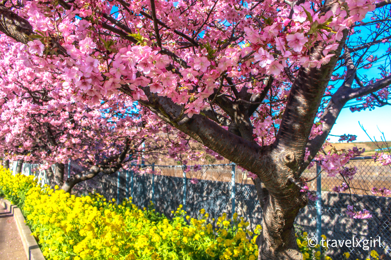 Miura Kaigan Sakura Matsuri Festival - Kanagawa, Japan
