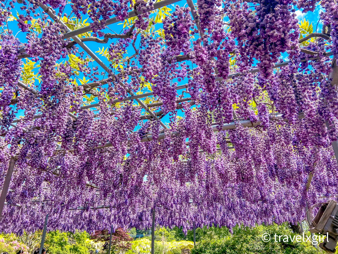 Wisteria - Ashikaga, Flower Park, Tochigi, JAPAN