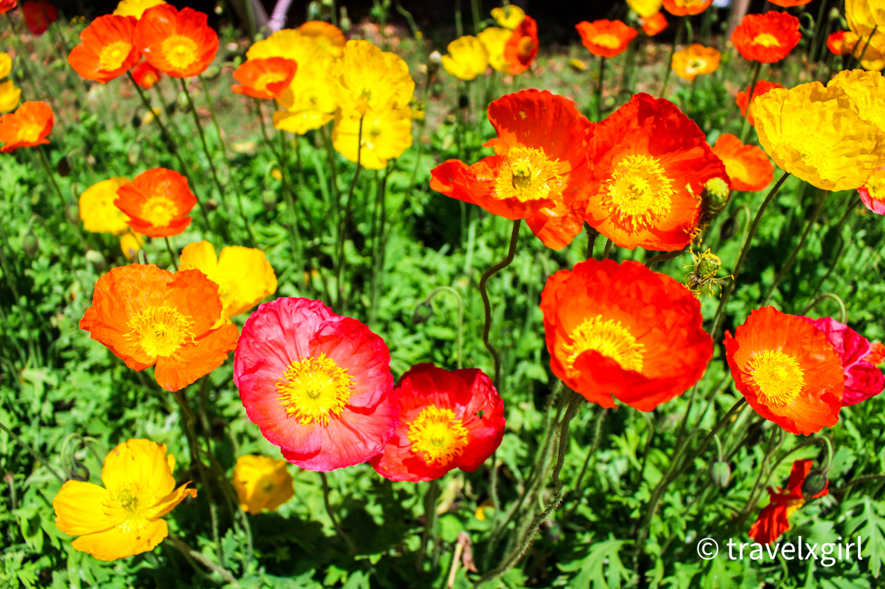 Poppies - Ashikaga, Flower Park, Tochigi, JAPAN