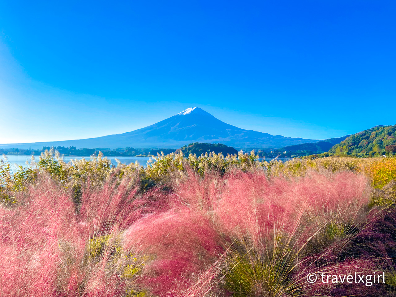 Oishi Park in front of Lake Kawaguchiko, Yamanashi, JAPAN