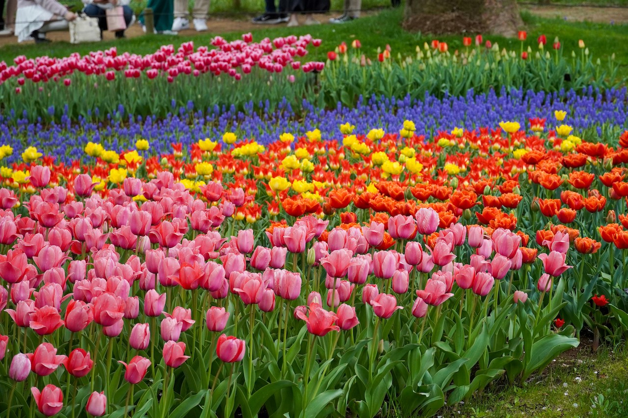 Showa Kinen Park, Tachikawa, Tokyo