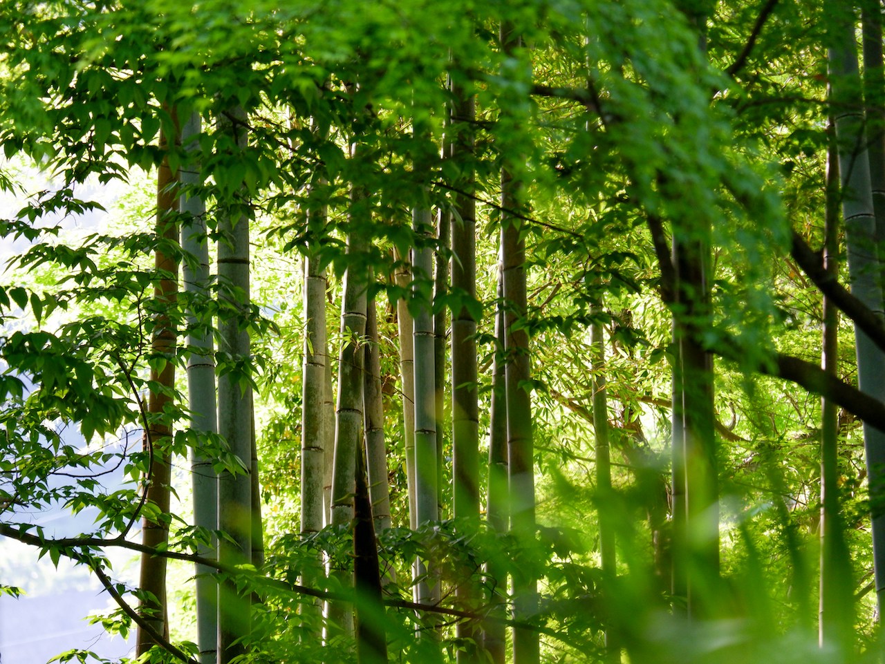Bamboo Forest Path, Shuzenji Temple