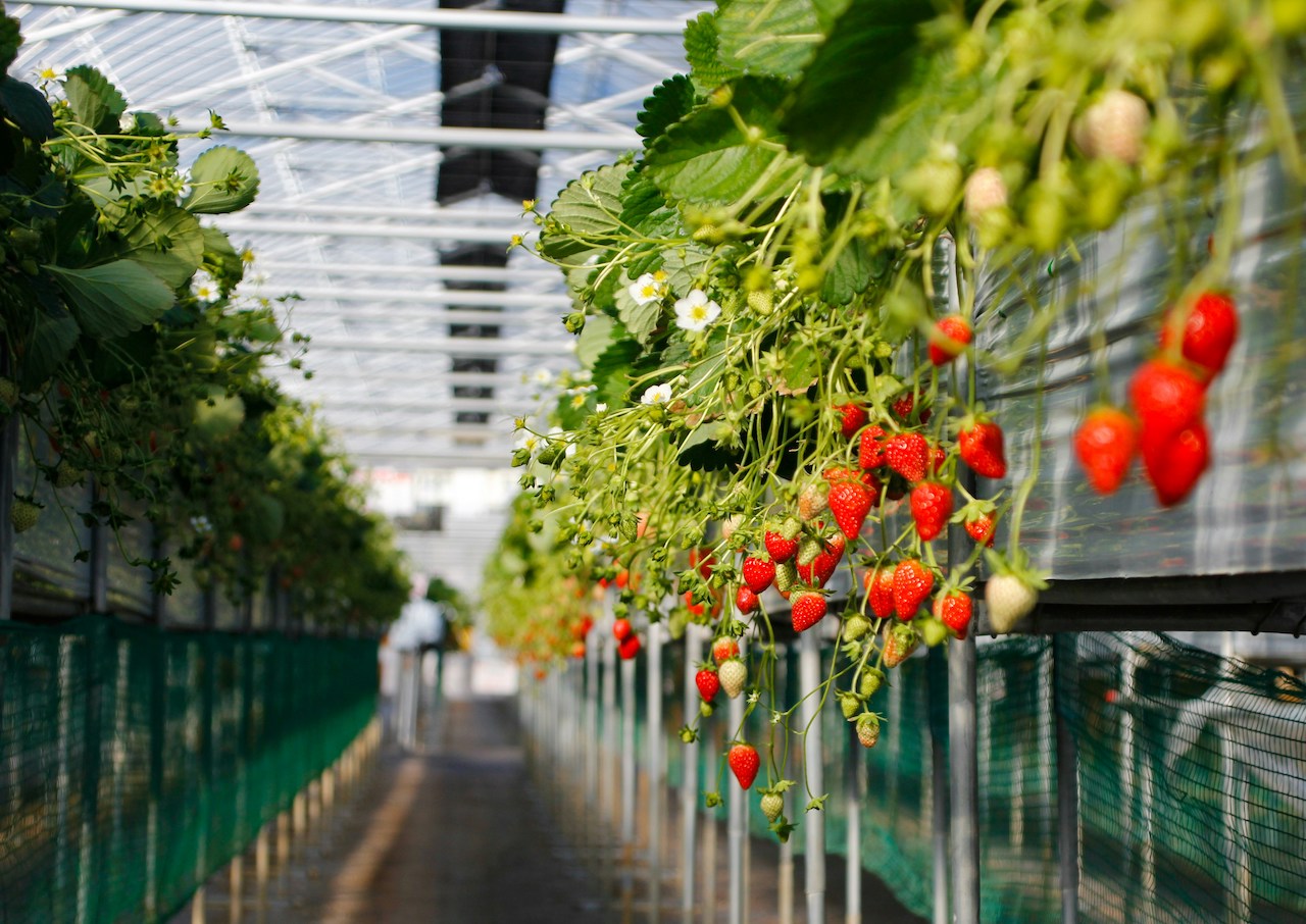 Strawberry Farm