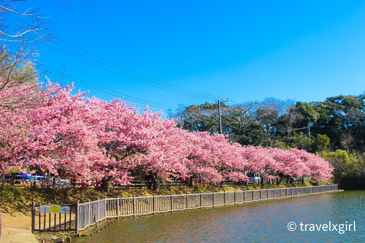 桜まつり、小松が池公園：三浦・神奈川