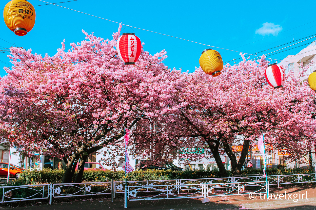 三浦海岸駅前、桜まつりテント村