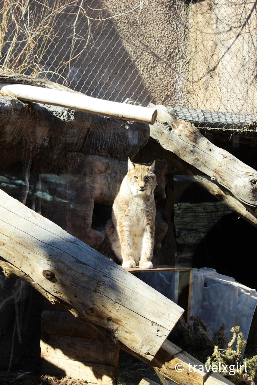 ホーグル動物園：ソルトレイクシティ、ユタ州、アメリカ