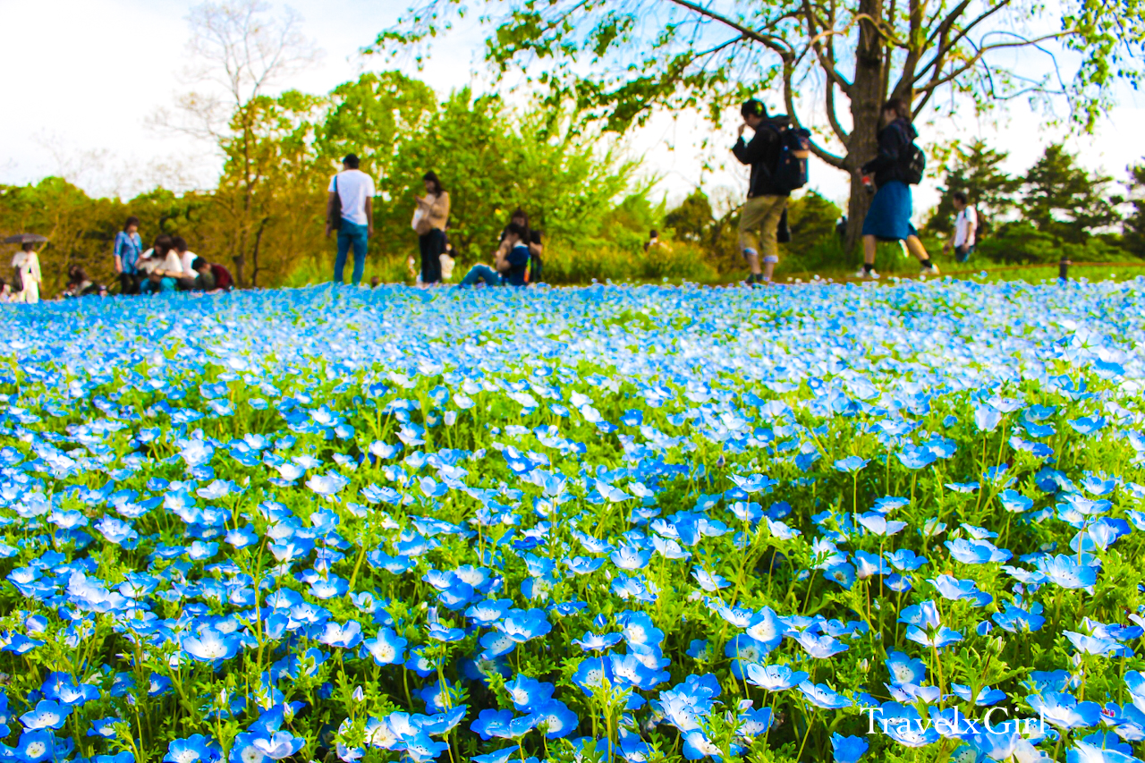 Showa Kinen Koen, Tachikawa, Tokyo